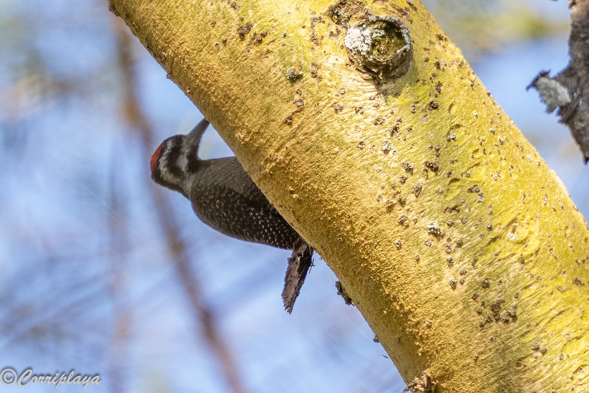 Bearded Woodpecker - ML646539376