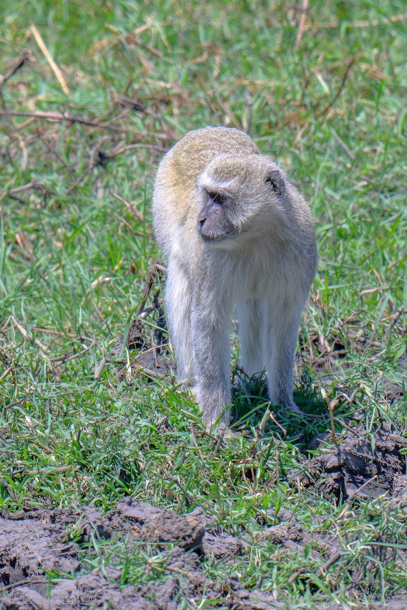 Southern Vervet Monkey - ML646539377