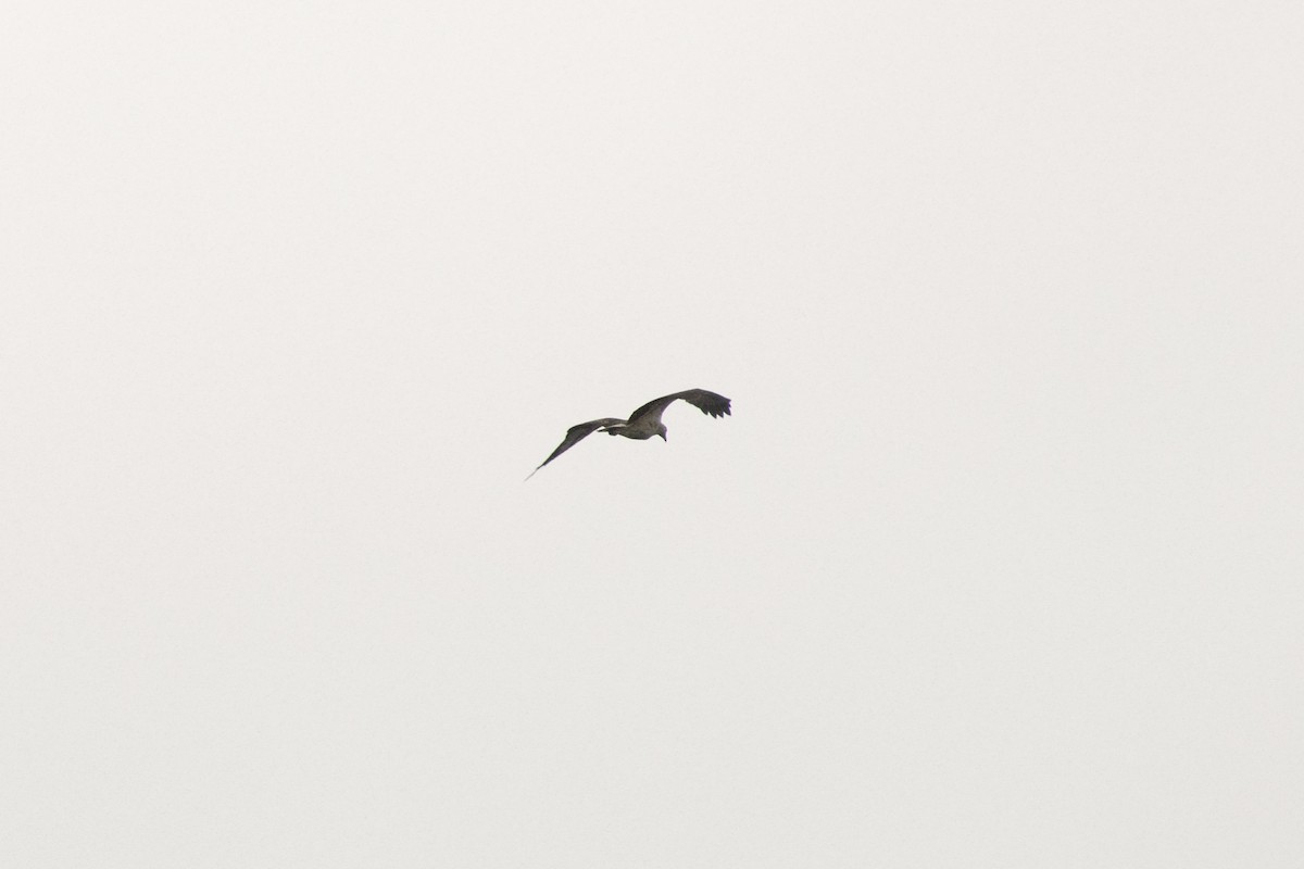 hvitbukhavørn - ML646539378