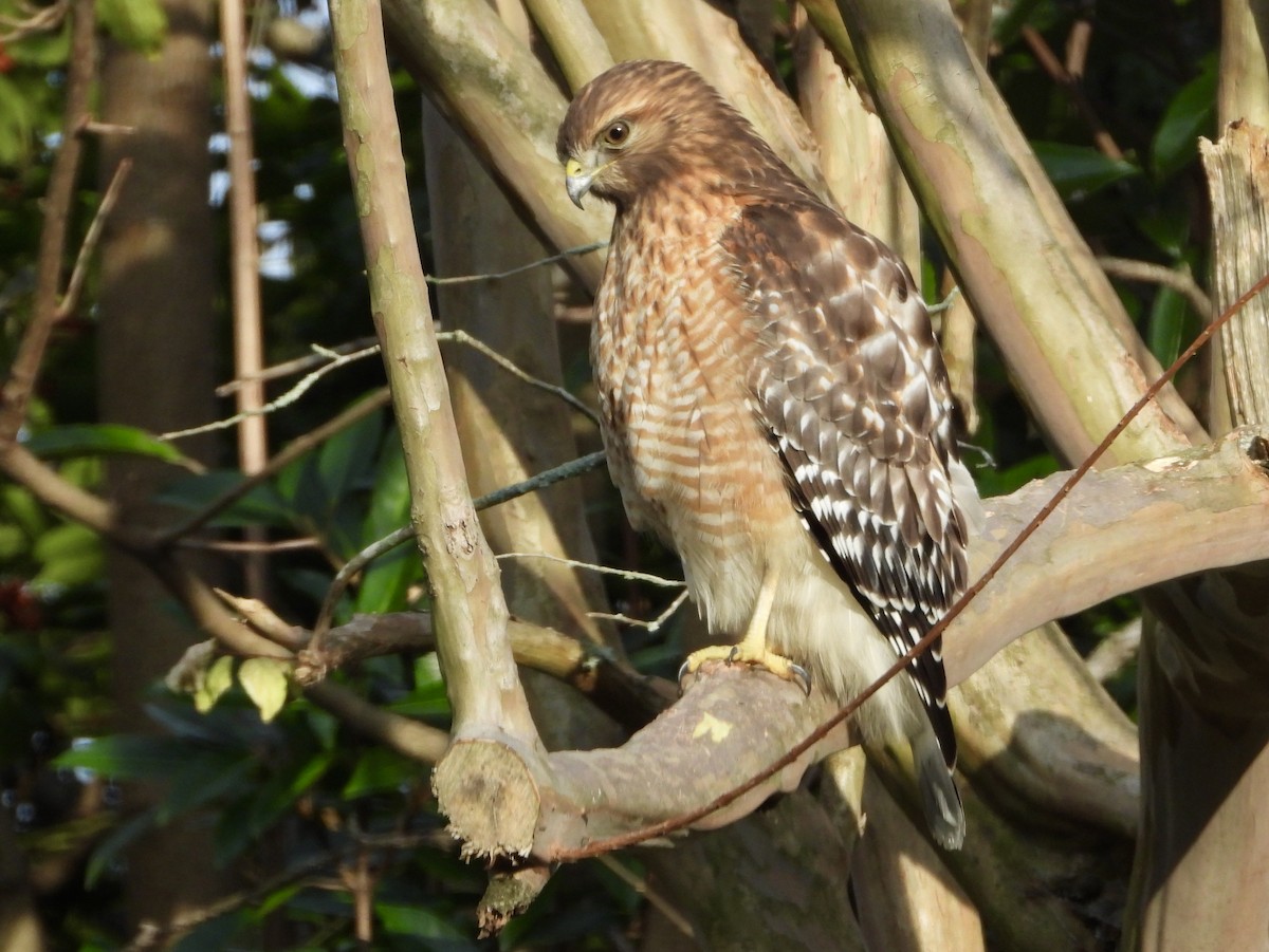 Red-shouldered Hawk - ML646539379