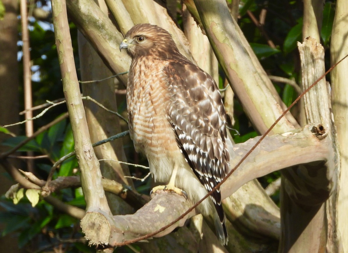 Red-shouldered Hawk - ML646539381