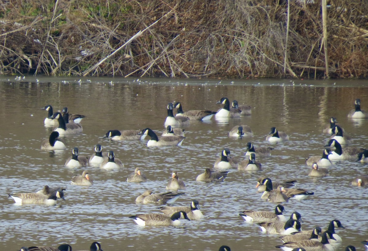 Antzara muturzuria - ML646539382