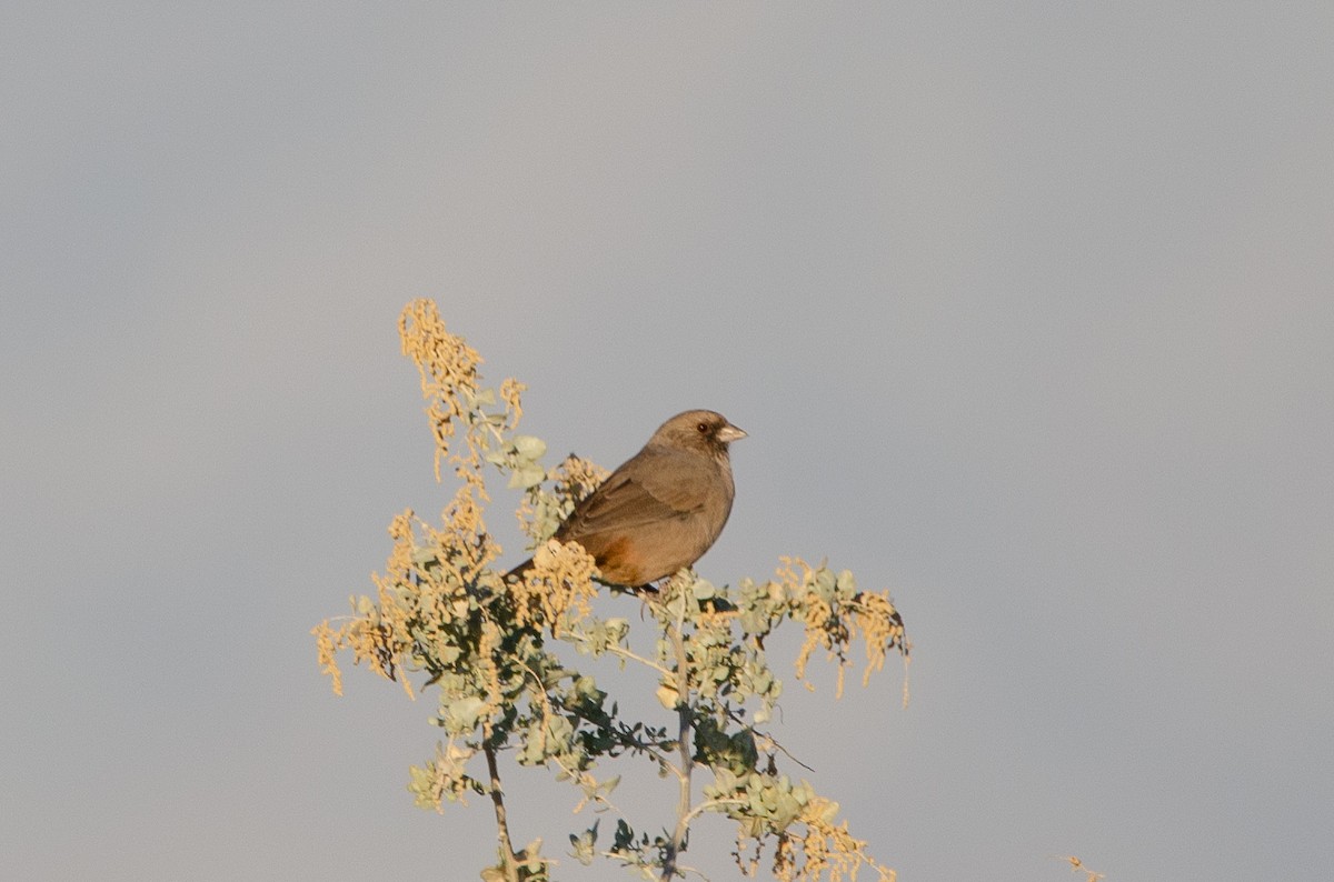 Abert's Towhee - ML646539387