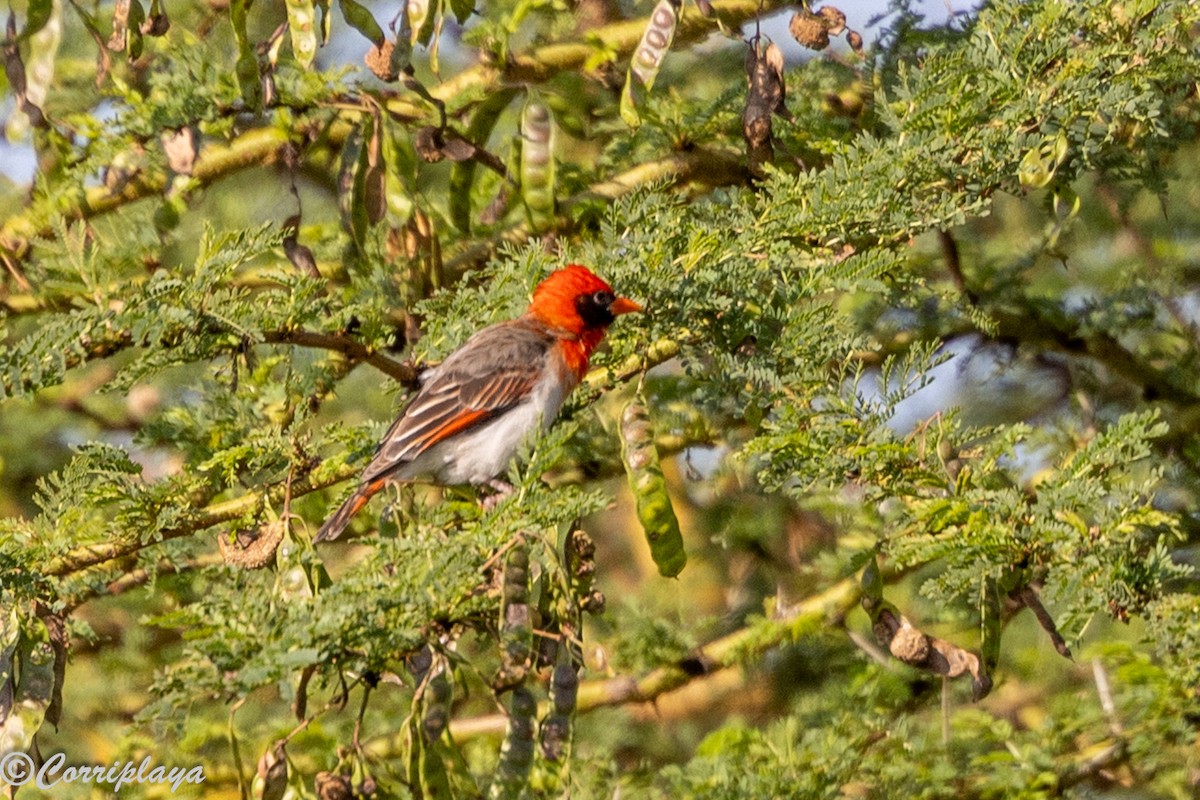 Red-headed Weaver - ML646539388