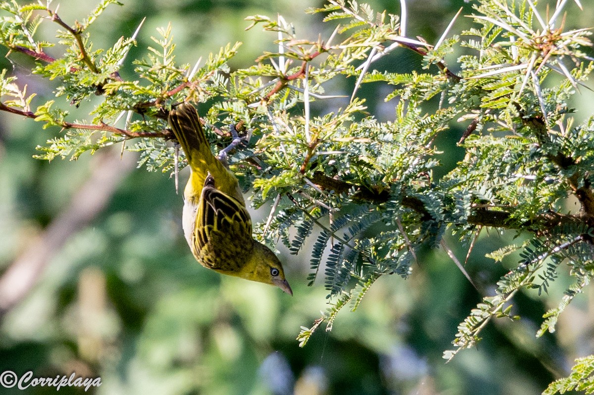 Lesser Masked-Weaver - ML646539396