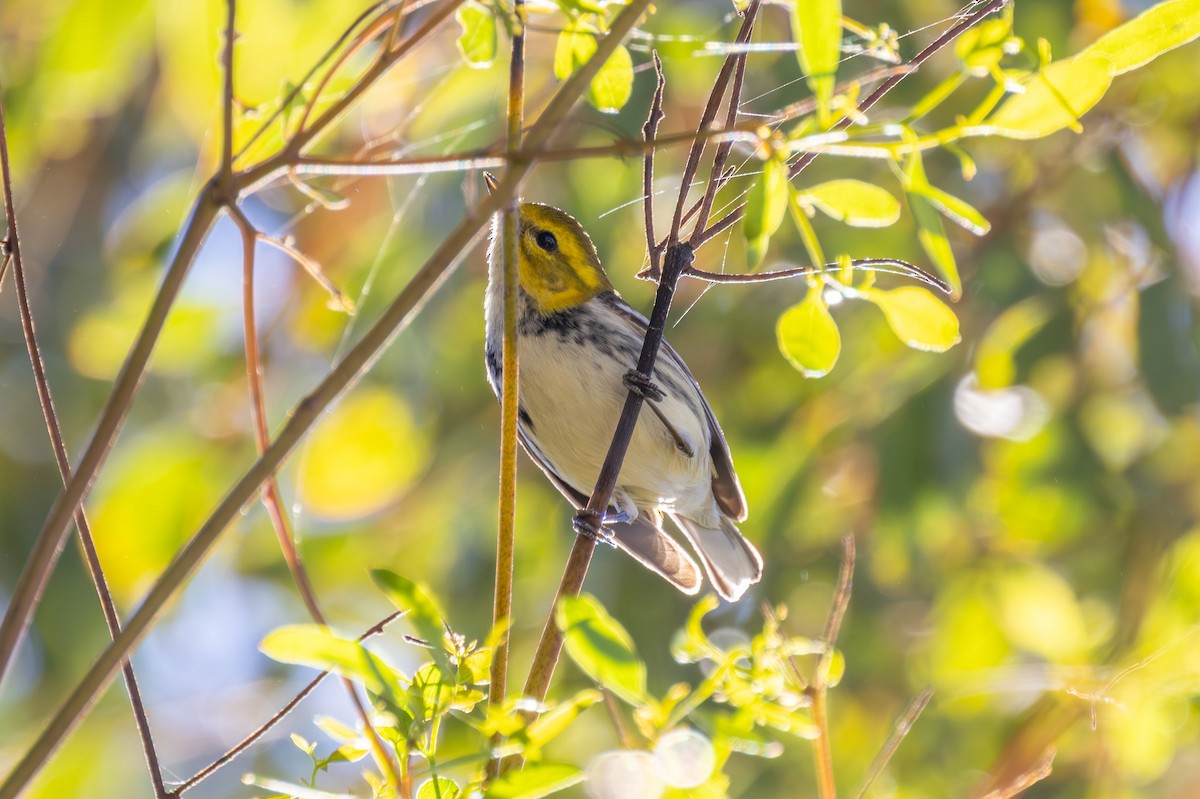 lesňáček proužkoboký - ML646539397
