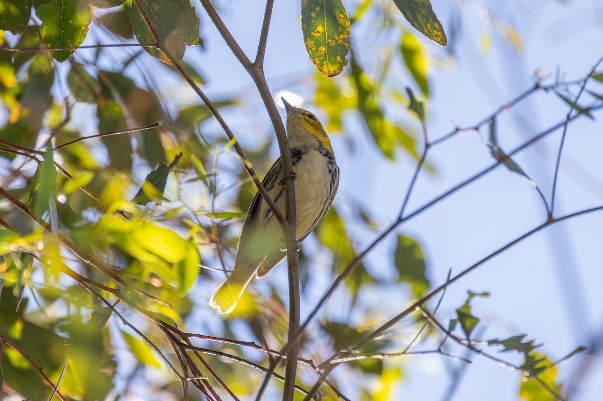 lesňáček proužkoboký - ML646539398