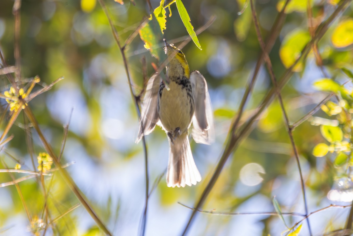 lesňáček proužkoboký - ML646539399
