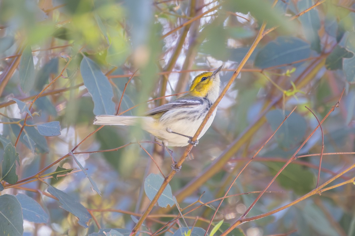 lesňáček proužkoboký - ML646539400