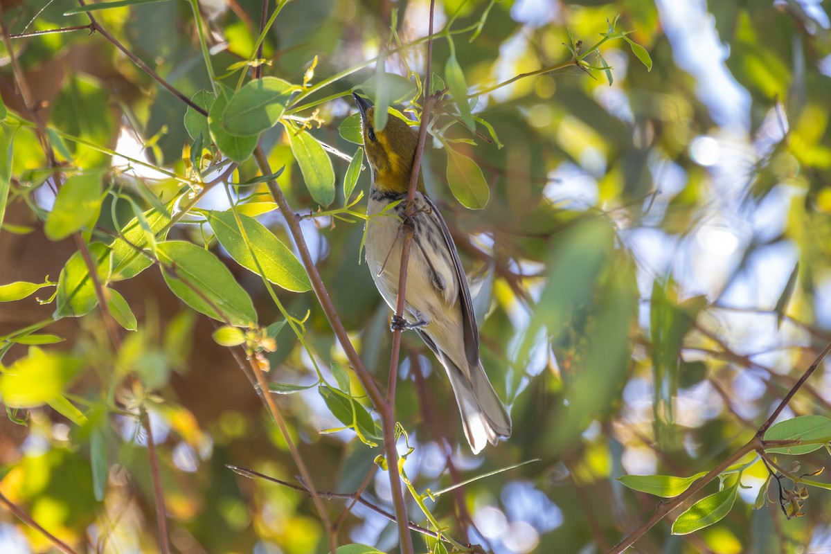 lesňáček proužkoboký - ML646539401