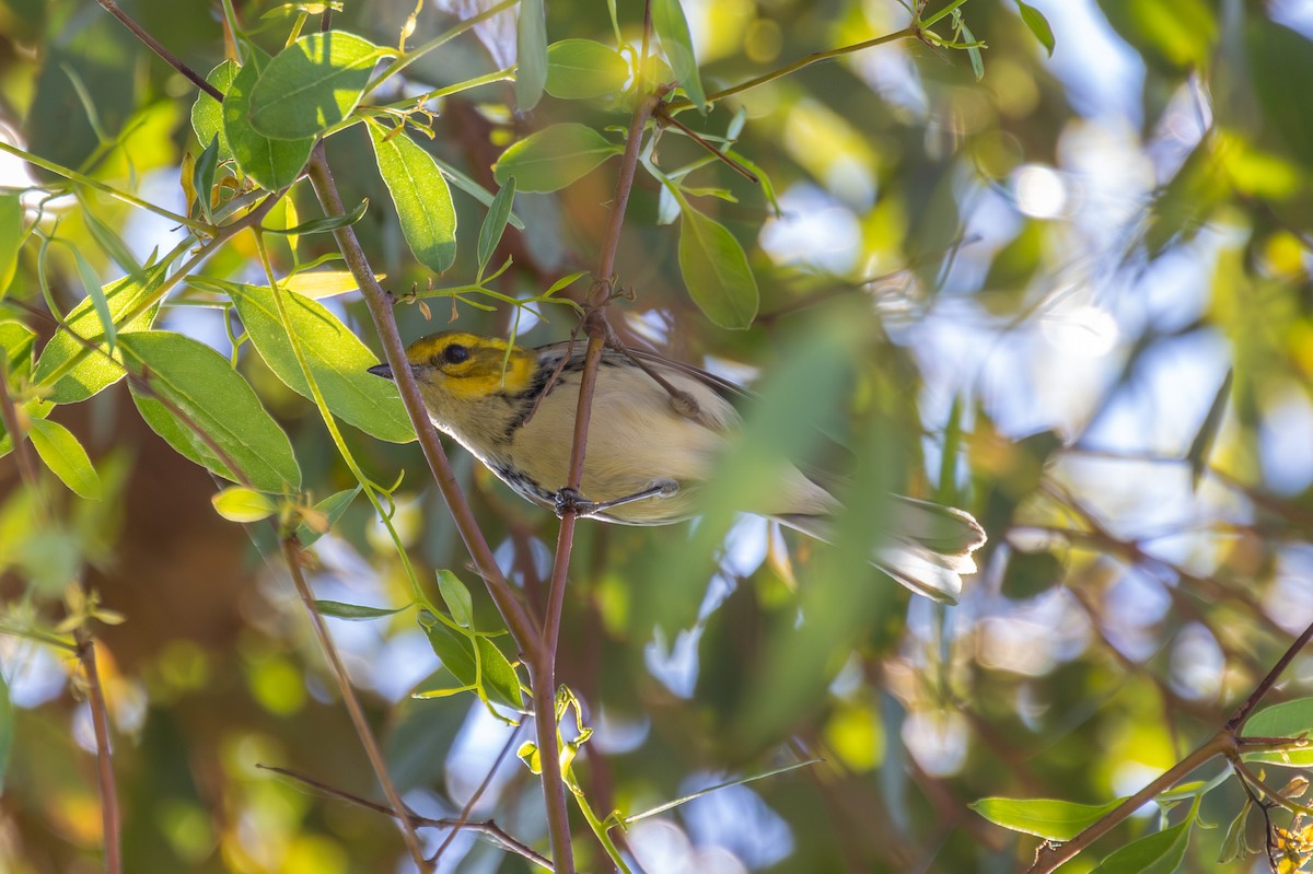 lesňáček proužkoboký - ML646539402