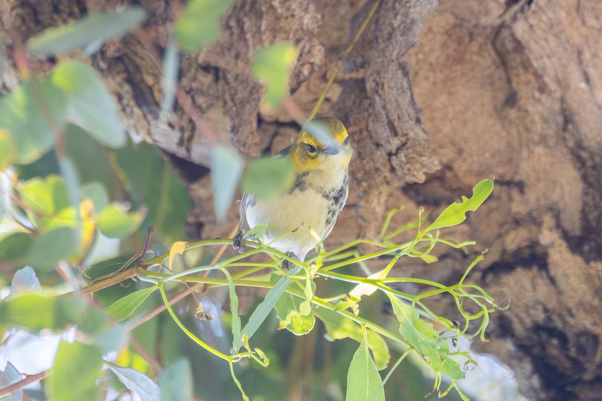 lesňáček proužkoboký - ML646539403