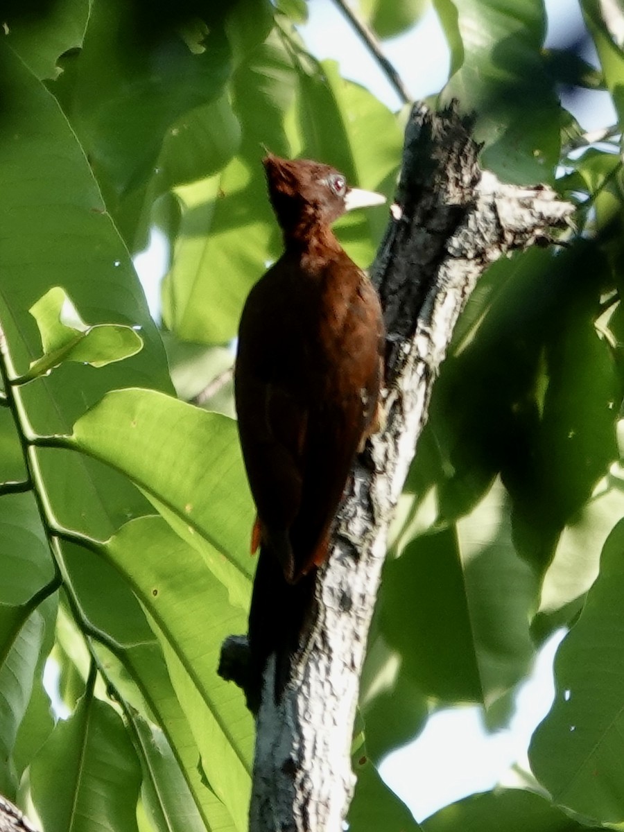 Chestnut Woodpecker - ML646539404