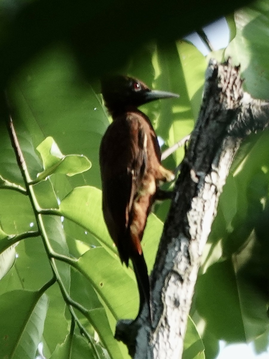 Chestnut Woodpecker - ML646539405
