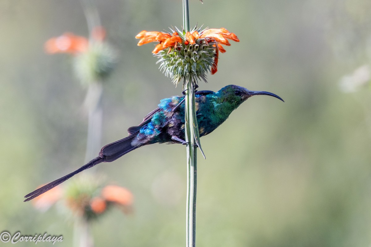 Malachite Sunbird - ML646539409