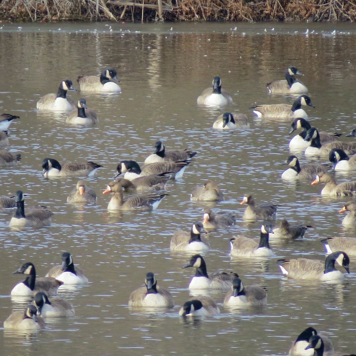 Antzara muturzuria - ML646539422