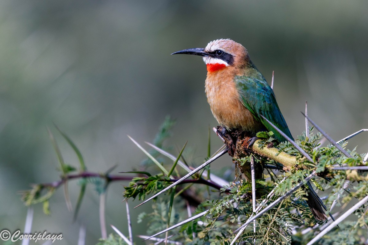 White-fronted Bee-eater - ML646539423