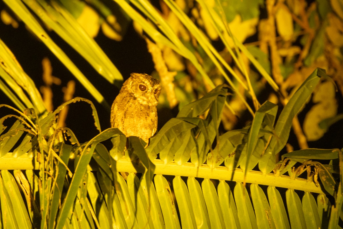 mentawaiugle - ML646539424