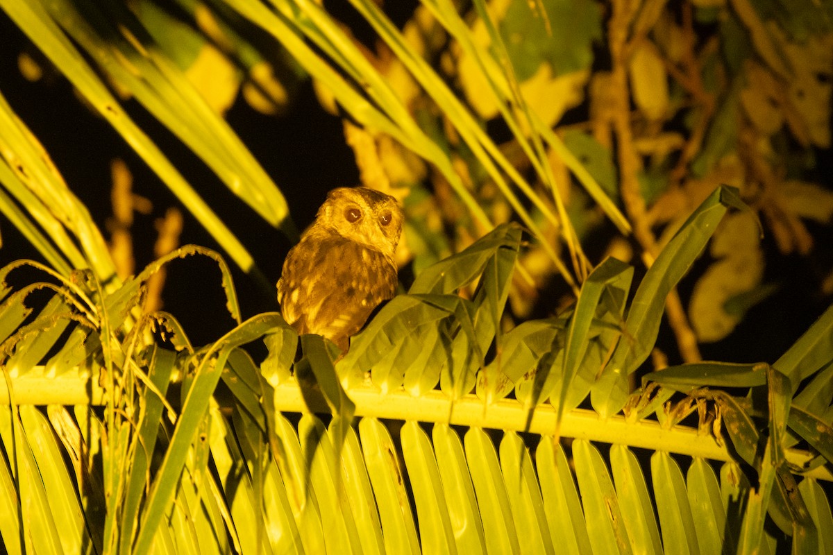 mentawaiugle - ML646539425