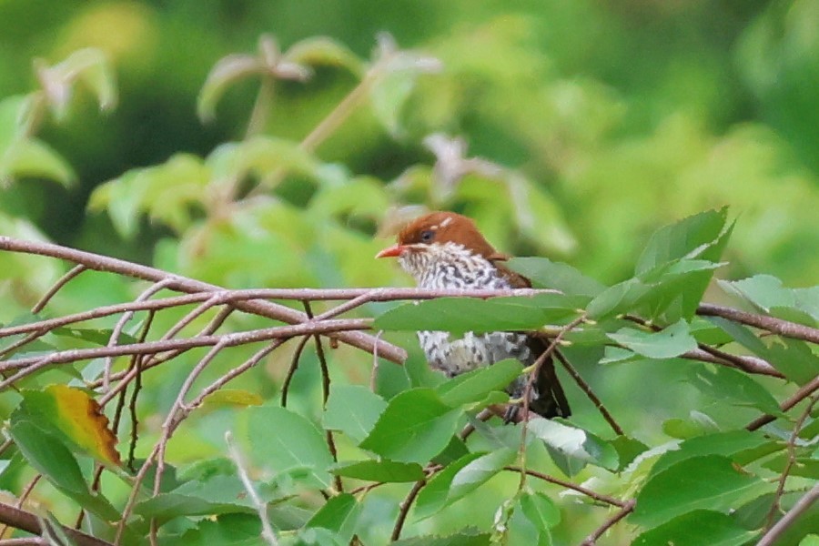 Dideric Cuckoo - ML646539427
