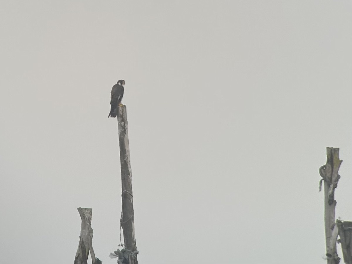 Peregrine Falcon - ML646539428