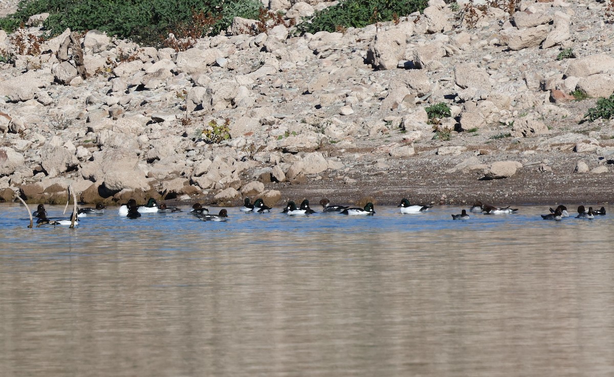 Common Goldeneye - ML646539429