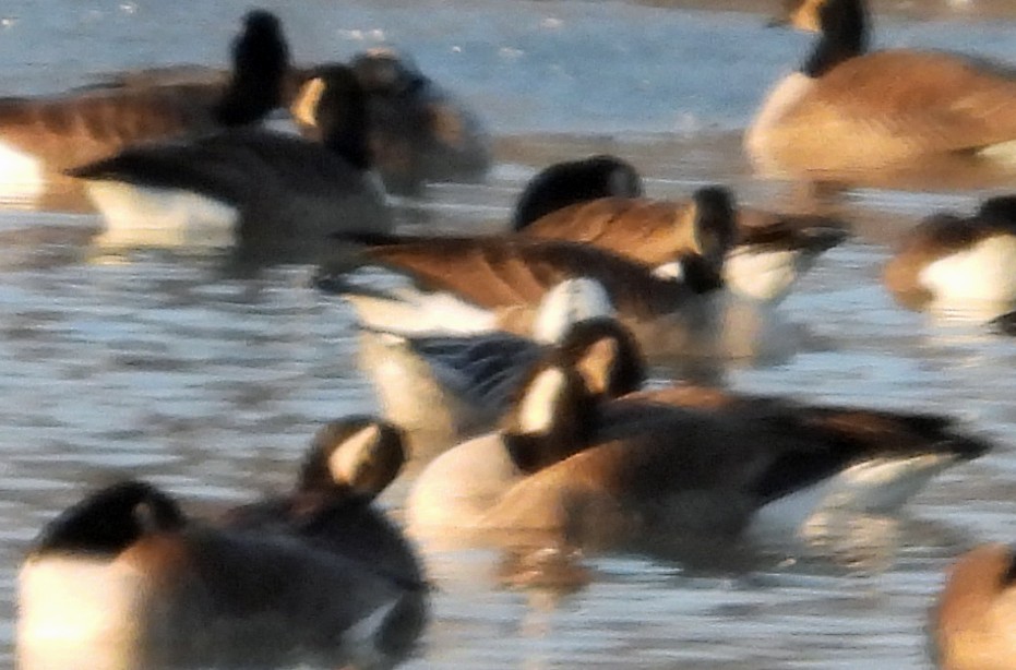 Snow Goose - ML646539430