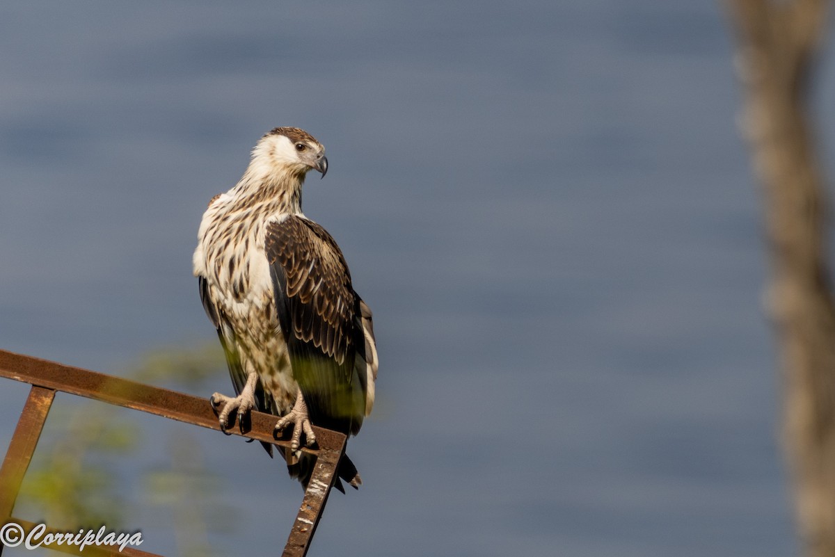 עיטם אפריקני - ML646539432