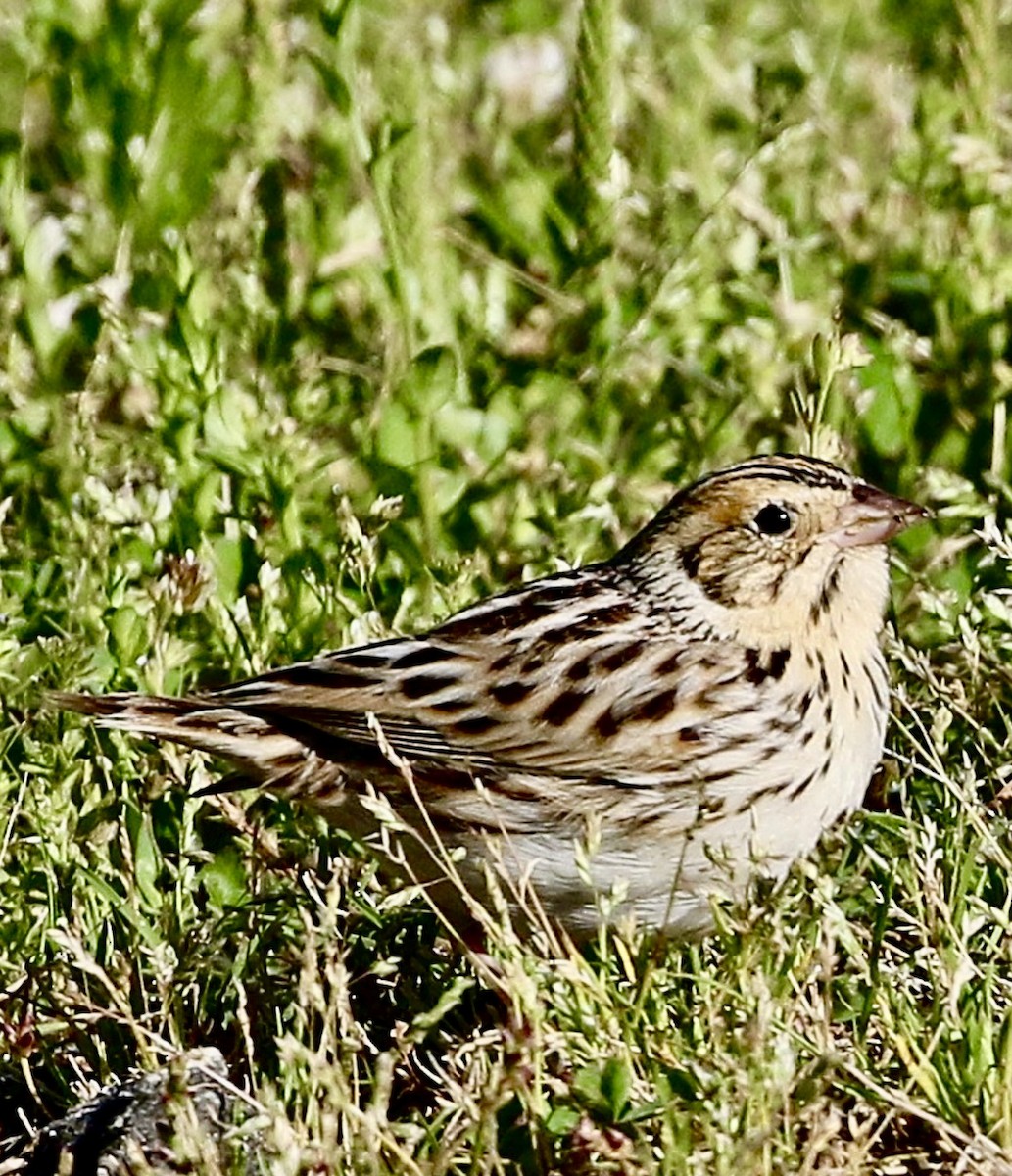 Baird Serçesi - ML646539435