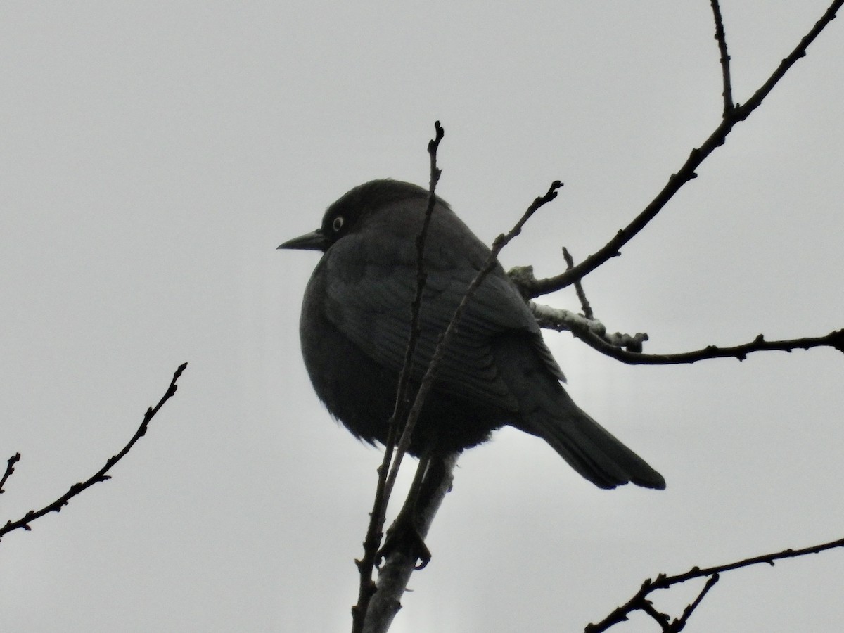 Roststärling - ML646539436