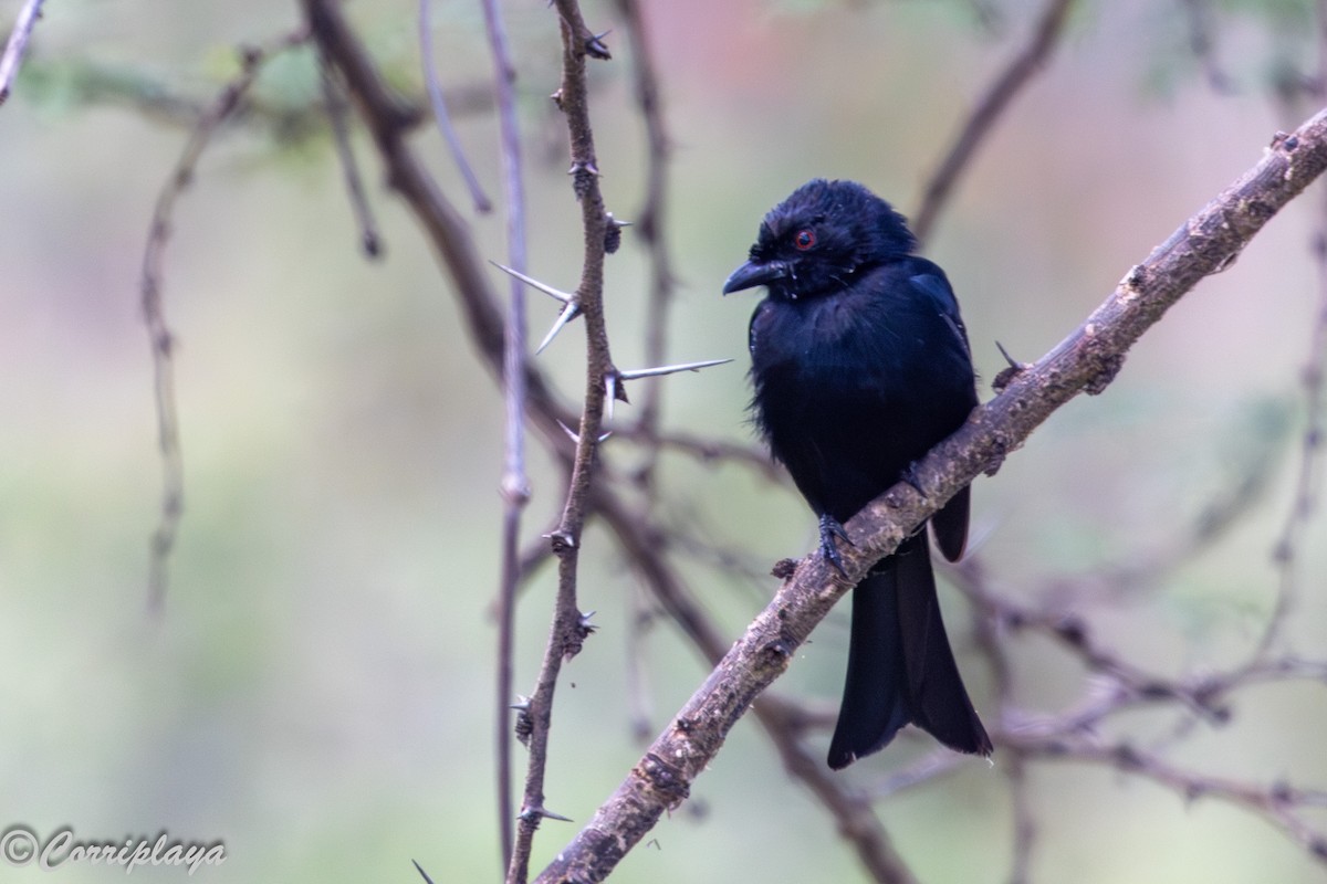 Fork-tailed Drongo - ML646539437