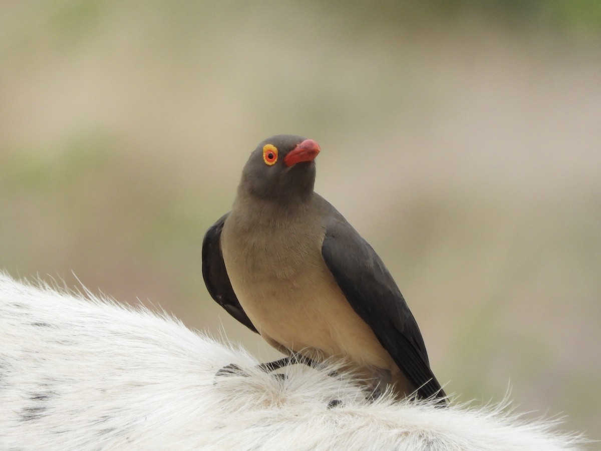 rødnebboksehakker - ML646539438