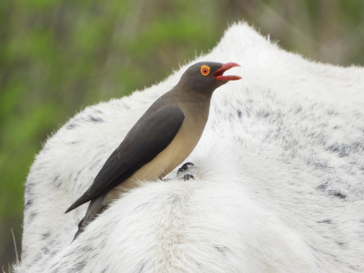 rødnebboksehakker - ML646539439