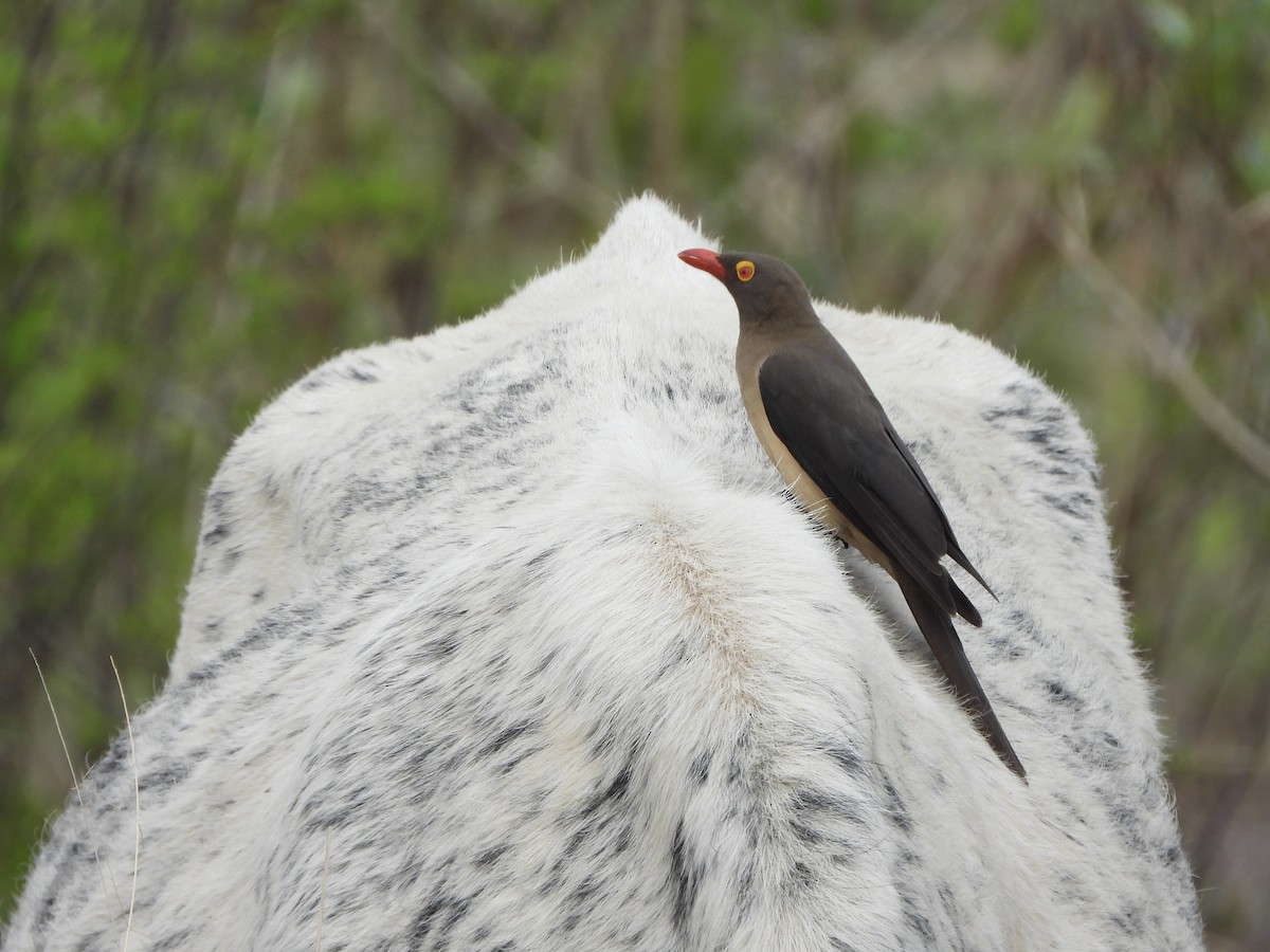 rødnebboksehakker - ML646539440