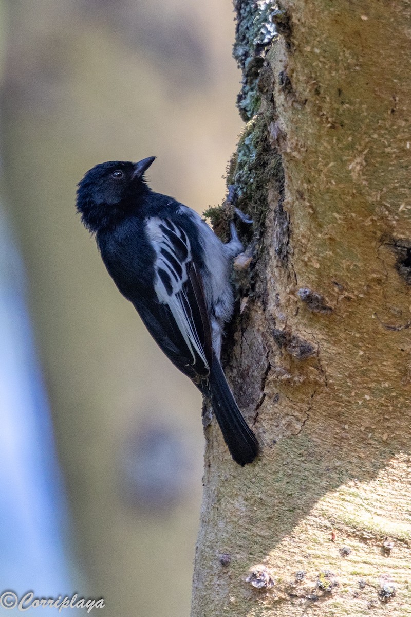 White-bellied Tit - ML646539445