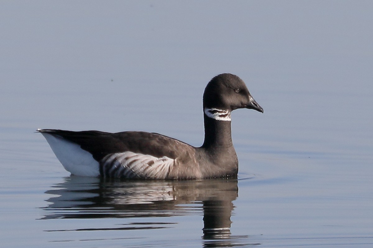 Barnacla Carinegra - ML646539450