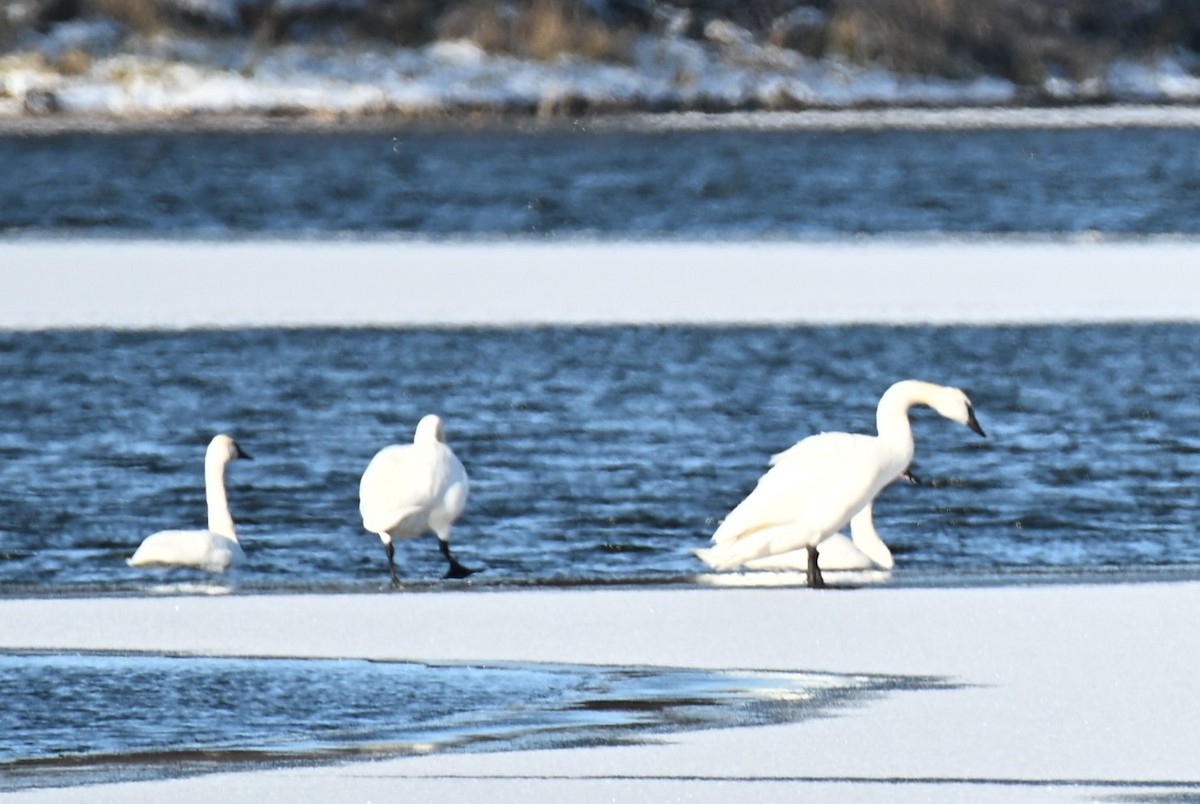 Trumpeter Swan - ML646539454