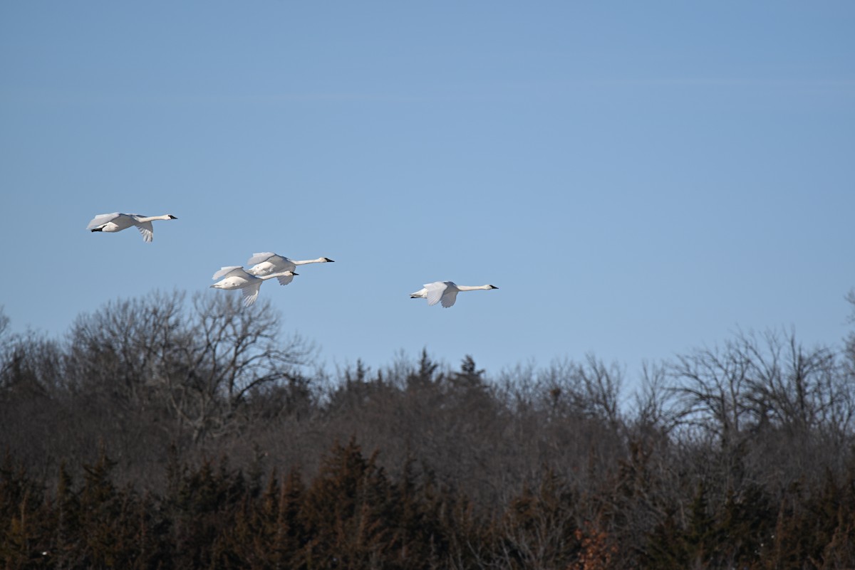 Trumpeter Swan - ML646539455