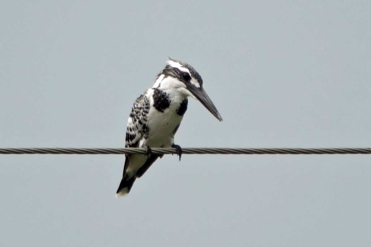 Рибалочка строкатий - ML646539456