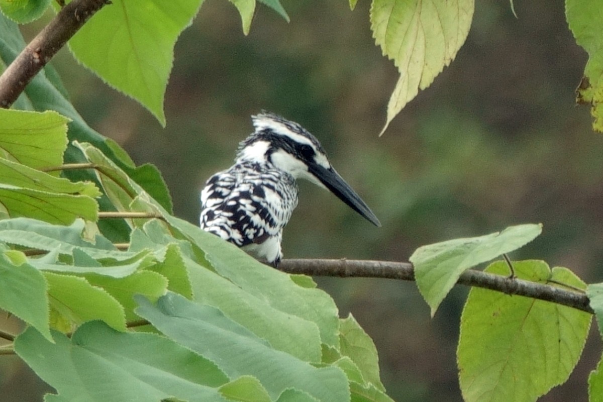 Рибалочка строкатий - ML646539458