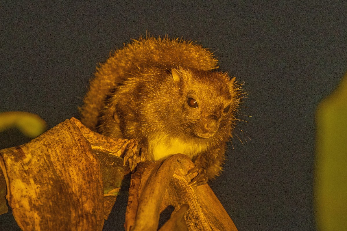 Siberut Flying Squirrel - ML646539471