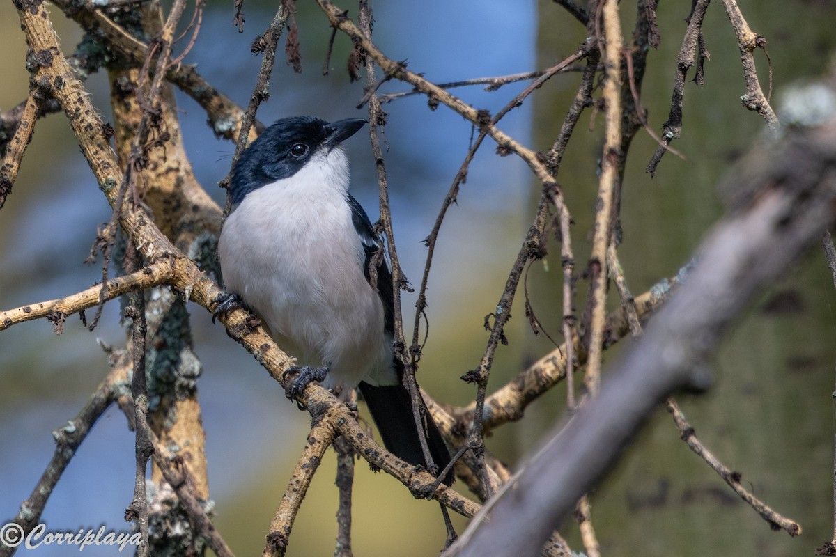 Tropical Boubou - ML646539472