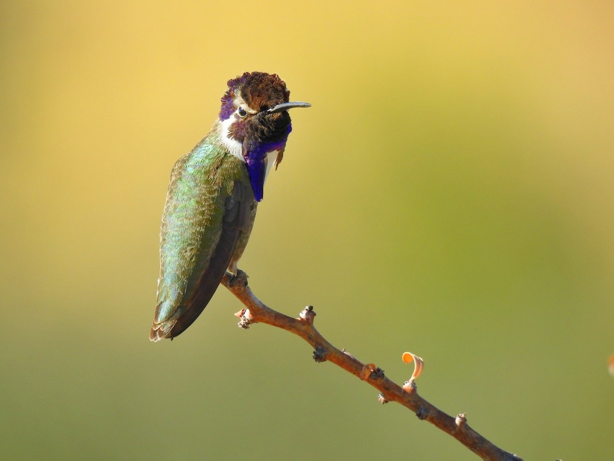 Costa's Hummingbird - ML646539474