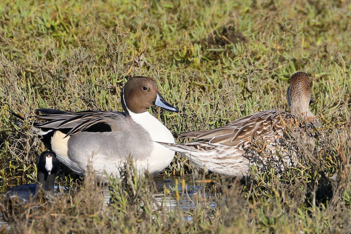 Ánade Rabudo - ML646539477