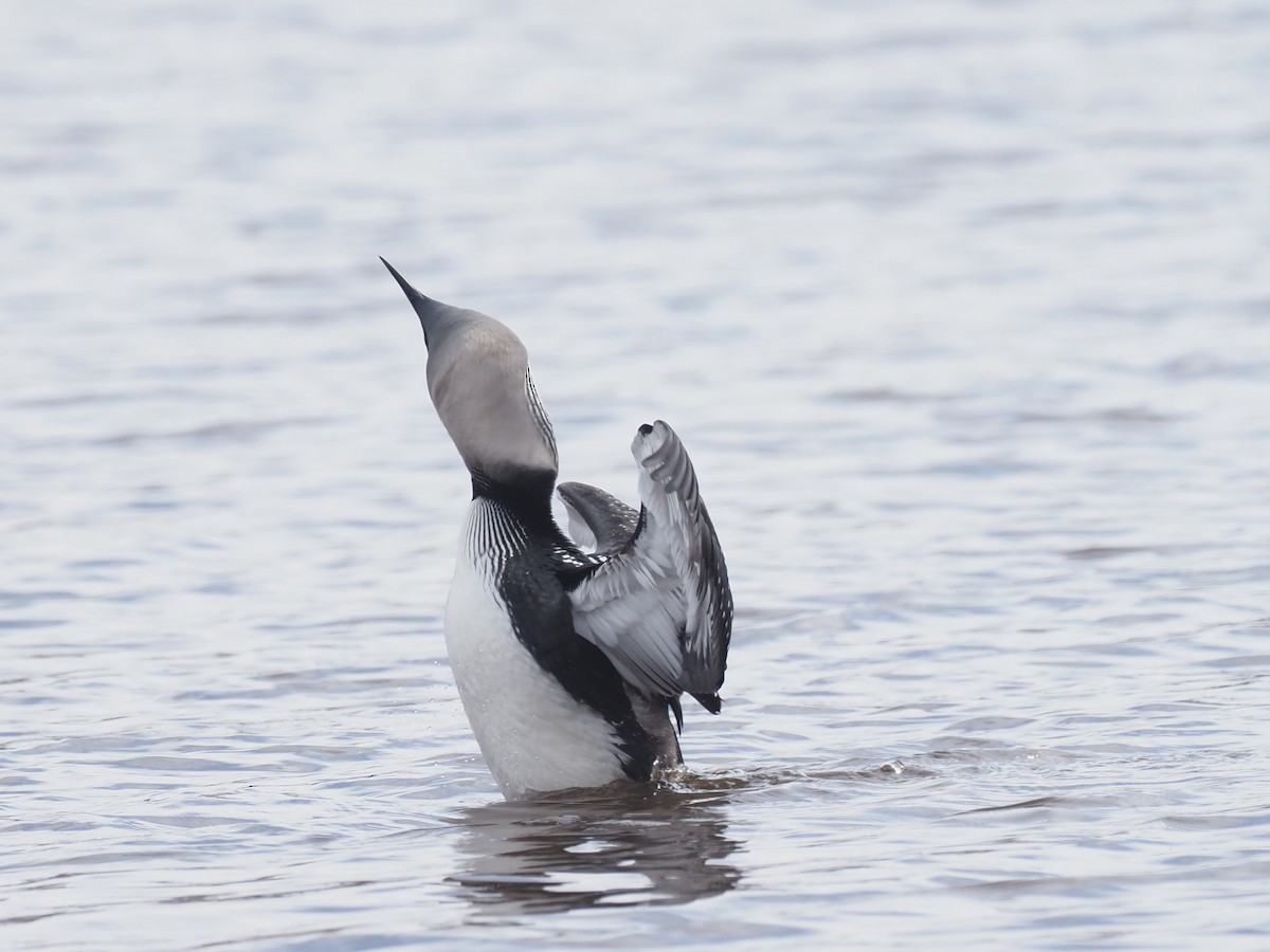 Pazifikoko aliota - ML646539481