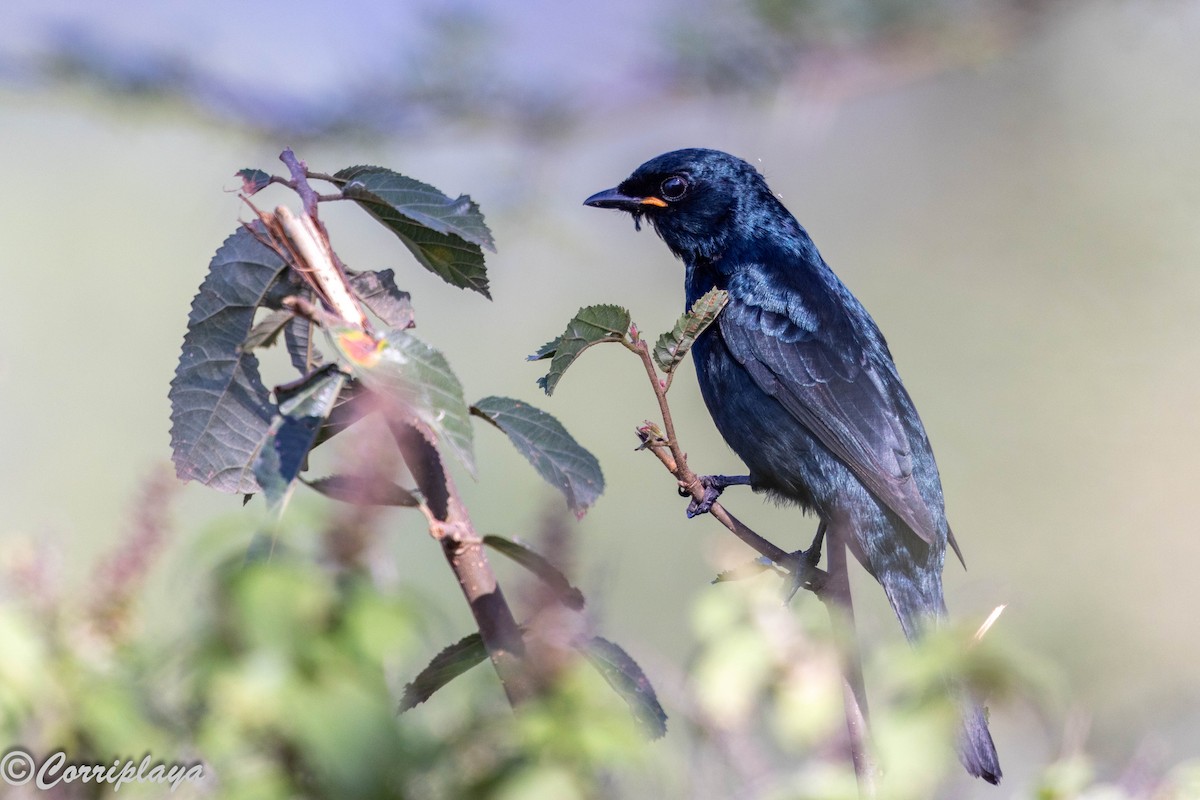 Black Cuckooshrike - ML646539482
