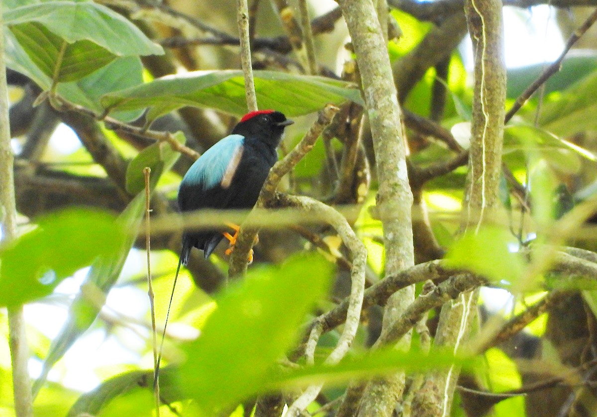 Long-tailed Manakin - ML646539483