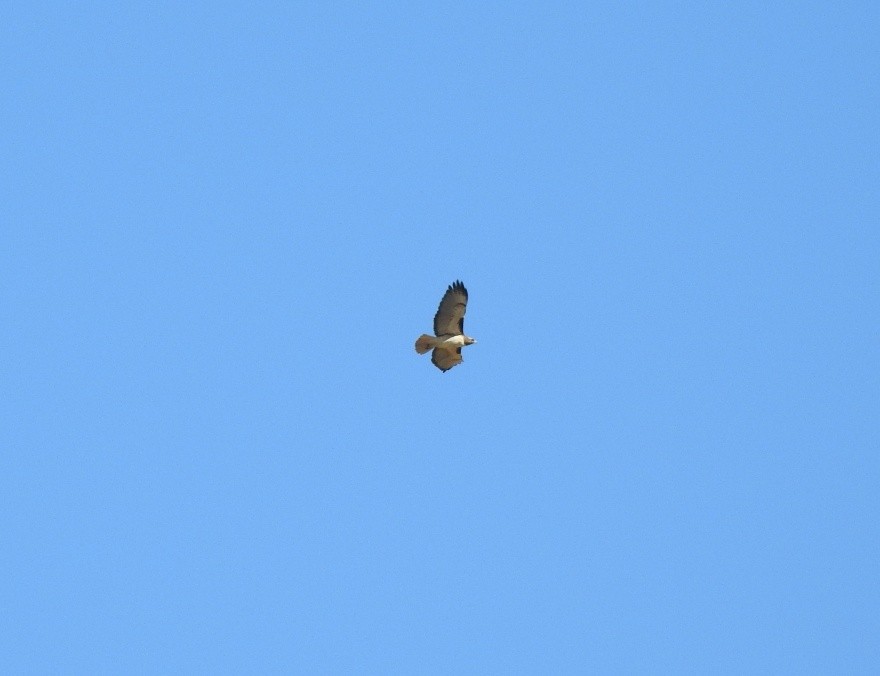 Red-tailed Hawk - ML646539485