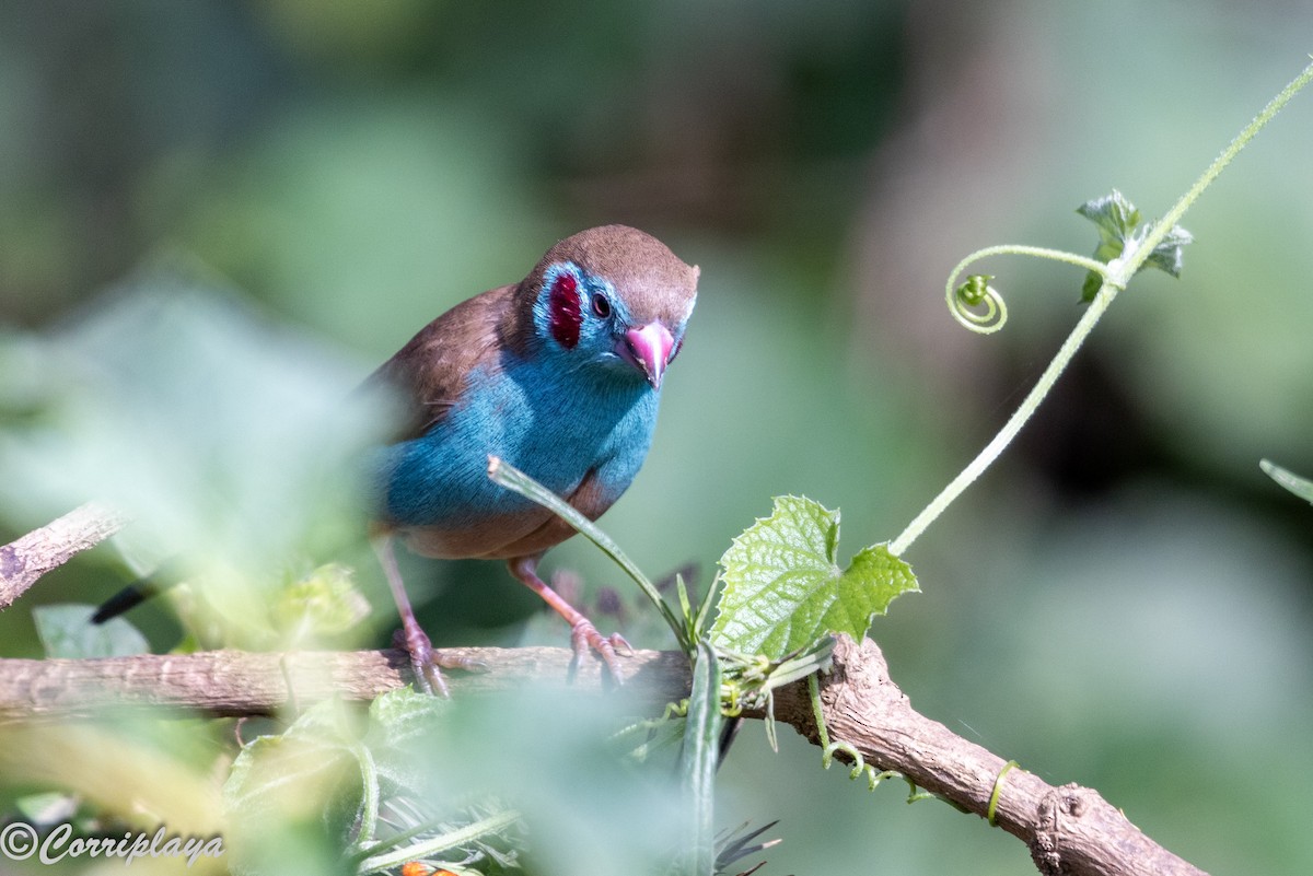 פרושית אדומת-לחי - ML646539488
