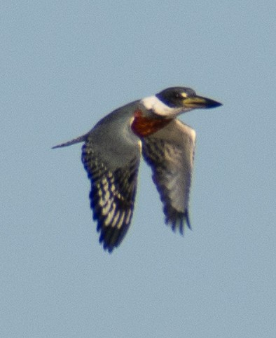 Ringed Kingfisher - ML646539489